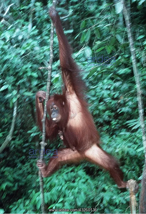 : ORANG-UTAN - hanging from vine : ORANG-UTAN - hanging from vine