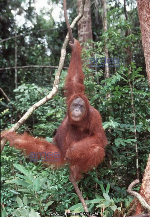 : Orang-utan - hangs on branches : Orang-utan - hangs on branches