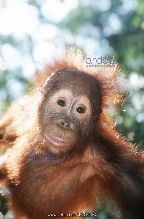 : Orang-utan - head close-up : Orang-utan - head close-up