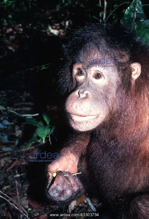 : ORANG-UTAN - holding food : ORANG-UTAN - holding food