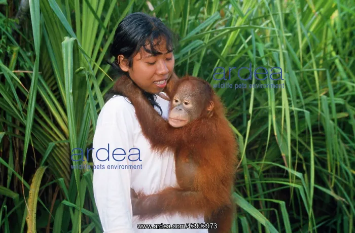 : ORANG-UTAN - HUGGING WOMAN : ORANG-UTAN - HUGGING WOMAN