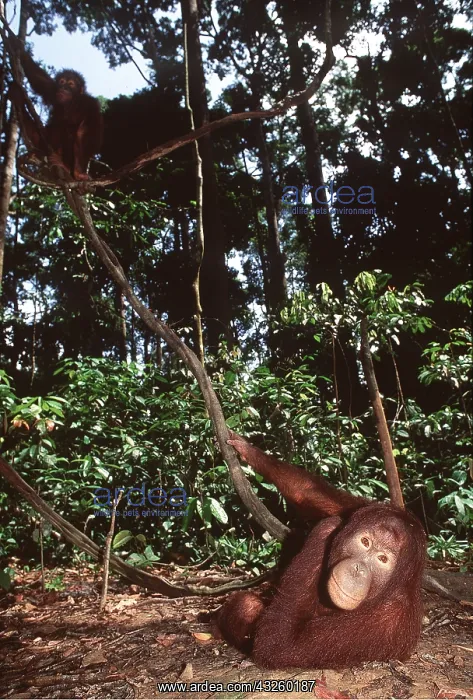 : ORANG-UTAN - Juvenile : ORANG-UTAN - Juvenile