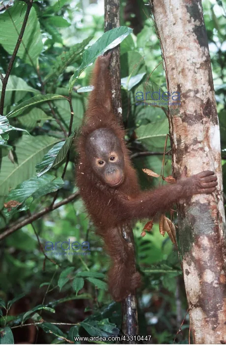 : Orang-utan - juvenile climbing tree : Orang-utan - juvenile climbing tree