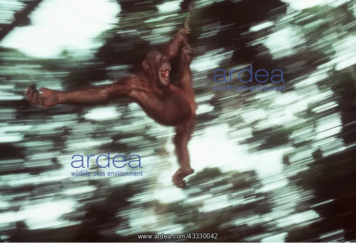 : ORANG-UTAN - juvenile swinging on vine : ORANG-UTAN - juvenile swinging on vine