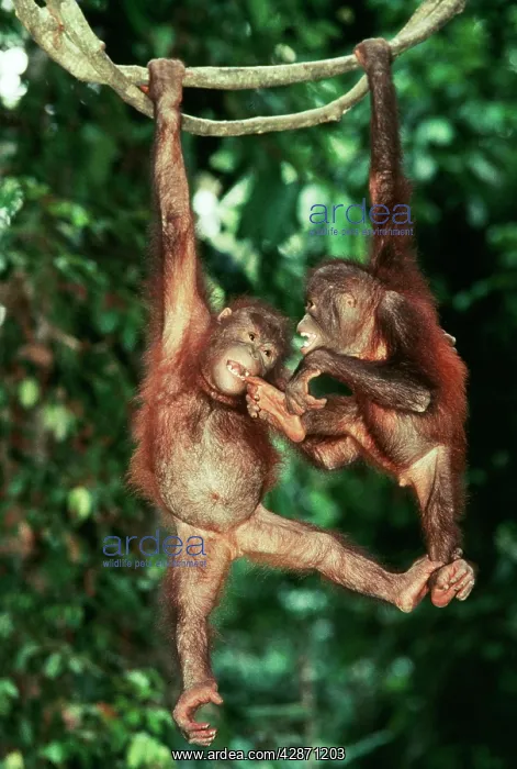 : Orang-Utan - Juveniles on vine : Orang-Utan - Juveniles on vine