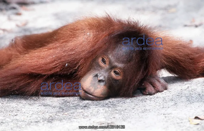 : Orang-utan - lies on ground : Orang-utan - lies on ground