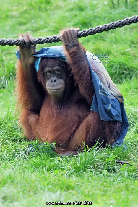 : Orang-utan - male animal with cloth over head, captive : Orang-utan - male animal with cloth over head, captive
