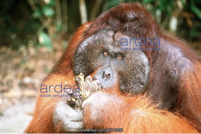 : Orang-utan - male eating : Orang-utan - male eating