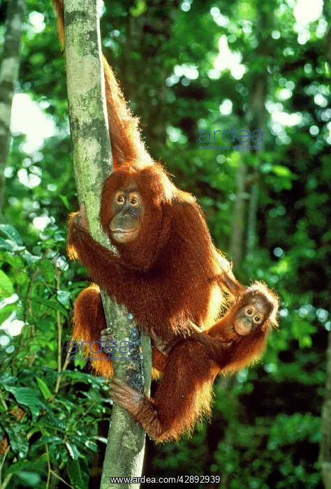 : Orang-utan - mother & baby : Orang-utan - mother & baby