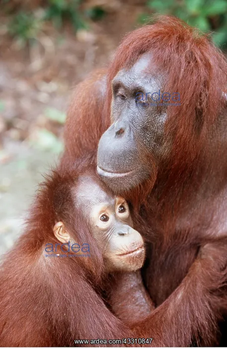 : Orang-utan - mother and baby cuddle : Orang-utan - mother and baby cuddle