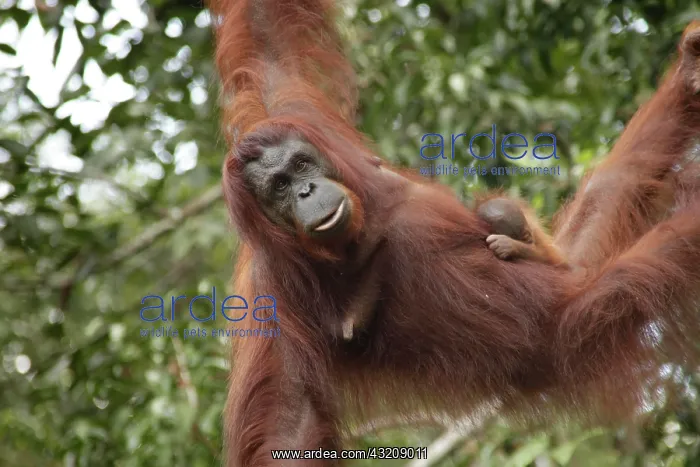 : Orang Utan mother with a baby in the Semenggoh Wildlife : Orang Utan mother with a baby in the Semenggoh Wildlife