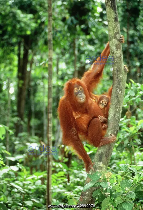: ORANG-UTAN - Mother carrying baby : ORANG-UTAN - Mother carrying baby