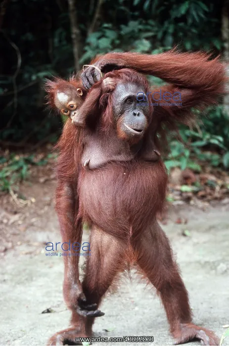 : Orang-utan - Mother with young on back : Orang-utan - Mother with young on back
