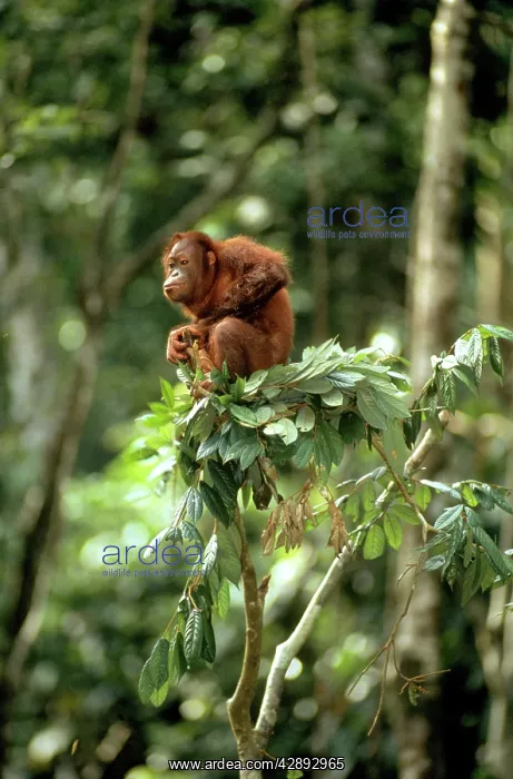 : ORANG-UTAN - in nest : ORANG-UTAN - in nest