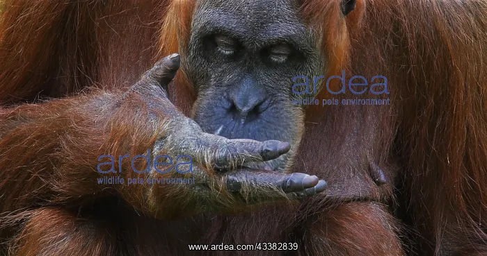 : Orang Utan (pongo pygmaeus), Female eating : Orang Utan (pongo pygmaeus), Female eating