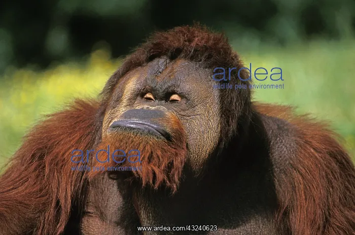 : ORANG UTAN (pongo pygmaeus), MALE GRIMACING : ORANG UTAN (pongo pygmaeus), MALE GRIMACING