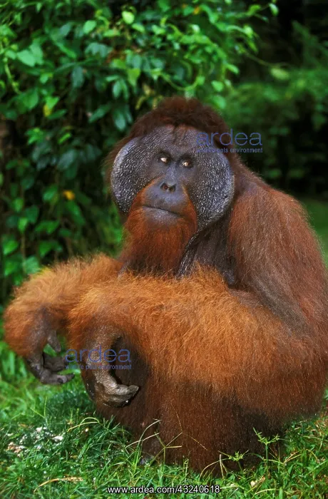 : ORANG UTAN (pongo pygmaeus), MALE STANDING ON GRASS : ORANG UTAN (pongo pygmaeus), MALE STANDING ON GRASS
