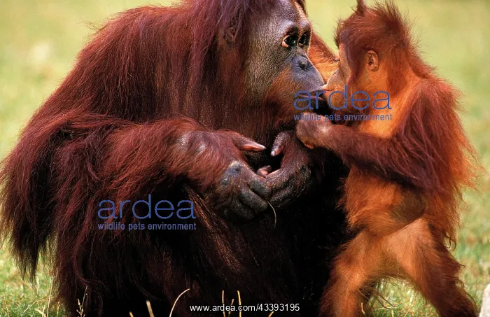 : ORANG UTAN (pongo pygmaeus), MOTHER WITH BABY : ORANG UTAN (pongo pygmaeus), MOTHER WITH BABY
