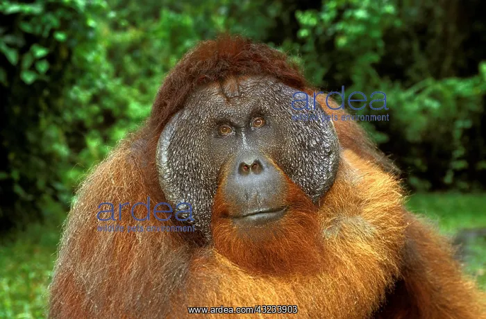 : ORANG UTAN (pongo pygmaeus), PORTRAIT OF MALE : ORANG UTAN (pongo pygmaeus), PORTRAIT OF MALE