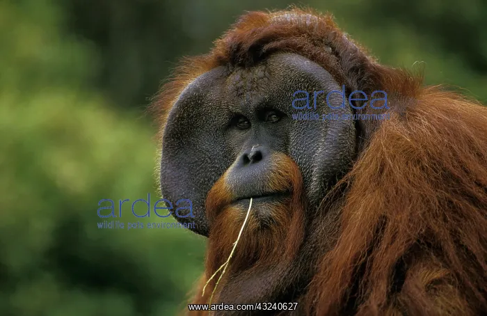 : Orang Utan (pongo pygmaeus), Portrait of Male : Orang Utan (pongo pygmaeus), Portrait of Male