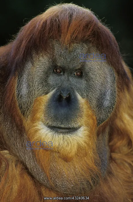 : ORANG UTAN (pongo pygmaeus), PORTRAIT OF MALE : ORANG UTAN (pongo pygmaeus), PORTRAIT OF MALE
