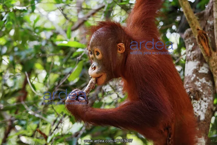 : Orang-Utan (Pongo pygmaeus) in Tanjung Puting National : Orang-Utan (Pongo pygmaeus) in Tanjung Puting National