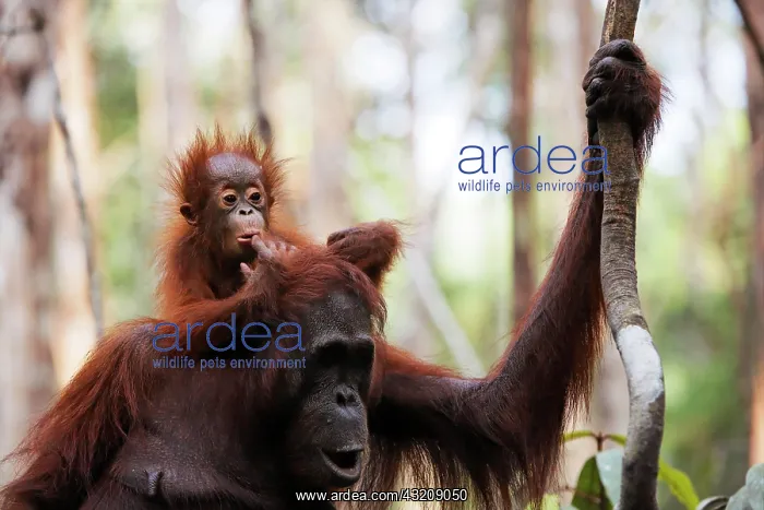  : Orang-utan (Pongo pygmaeus) in Tanjung Puting national