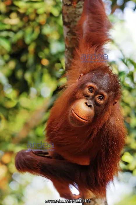 : Orang-Utan (Pongo pygmaeus) in Tanjung Putting national : Orang-Utan (Pongo pygmaeus) in Tanjung Putting national