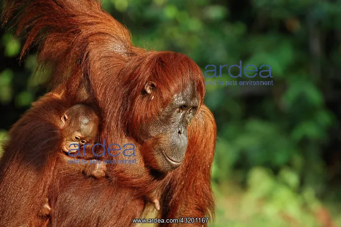 : Orang-Utan (Pongo pygmaeus) in Tanjung Putting national : Orang-Utan (Pongo pygmaeus) in Tanjung Putting national