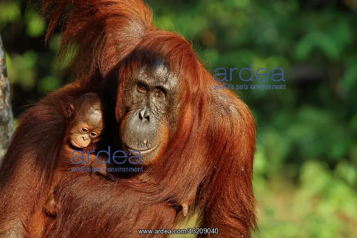 : Orang-Utan (Pongo pygmaeus) in Tanjung Putting national : Orang-Utan (Pongo pygmaeus) in Tanjung Putting national