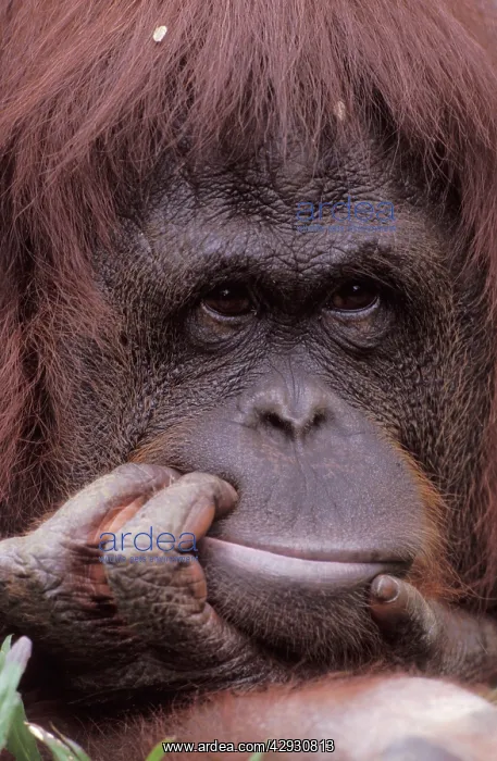 : Orang Utan - Portrait of a male, holding his mouth : Orang Utan - Portrait of a male, holding his mouth