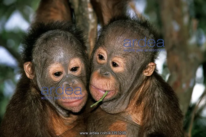 : Orang Utan, Portrait of Youngs with Funny Face : Orang Utan, Portrait of Youngs with Funny Face