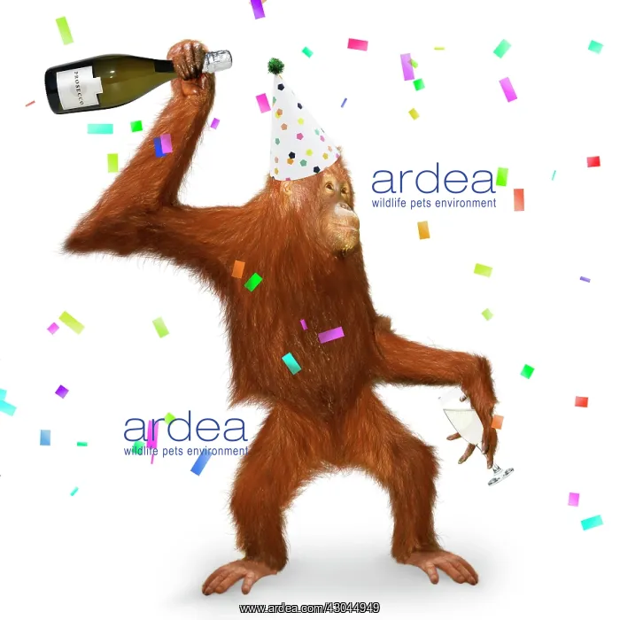  : Orang utan with prosecco, party hat and confetti, dancing