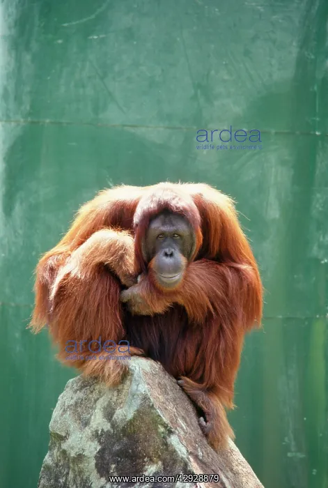 : Orang-utan - on rock : Orang-utan - on rock