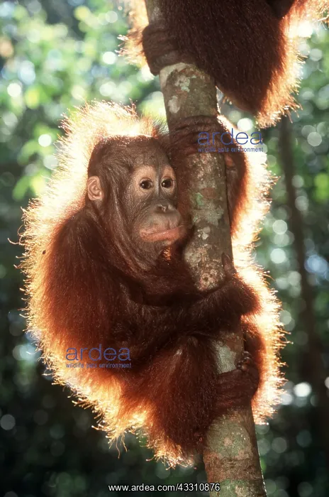 : Orang-utan - scared baby : Orang-utan - scared baby