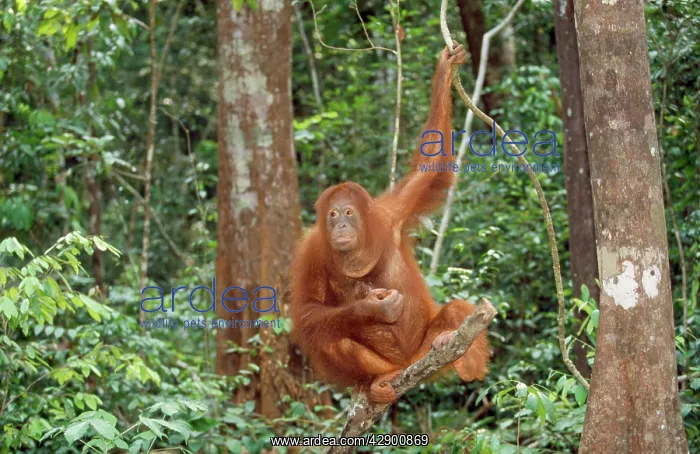 : ORANG-UTAN - SITTING ON BRANCH : ORANG-UTAN - SITTING ON BRANCH