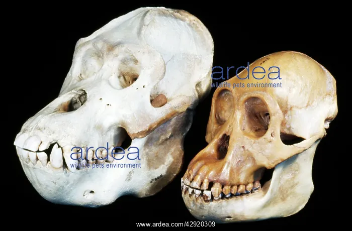 : Orang-utan Skull - male on the left and female on the right : Orang-utan Skull - male on the left and female on the right