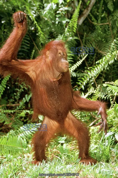: ORANG-UTAN - standing dancing' : ORANG-UTAN - standing dancing'