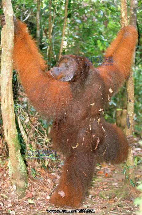 : ORANG-UTAN - STANDS BACKVIEW : ORANG-UTAN - STANDS BACKVIEW