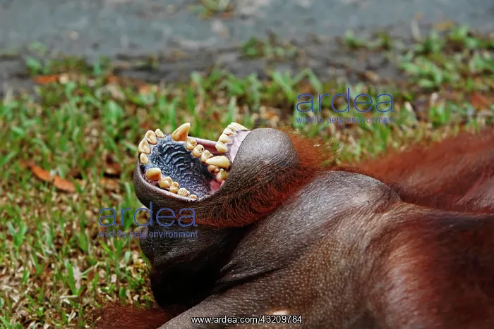 : Orang-Utan in Tanjung Puting National Park, Central-Kalimant : Orang-Utan in Tanjung Puting National Park, Central-Kalimant