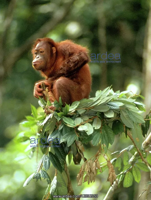 : Orang-utan in tree nest : Orang-utan in tree nest