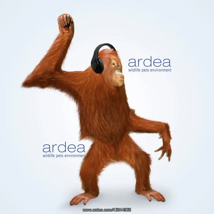 : Orang utan wearing headphones dancing : Orang utan wearing headphones dancing