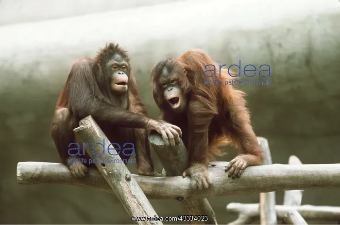 : Orang-utan - x two juveniles communicating : Orang-utan - x two juveniles communicating