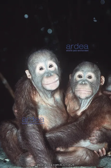 : Orang-utan - x two juveniles, cuddling : Orang-utan - x two juveniles, cuddling