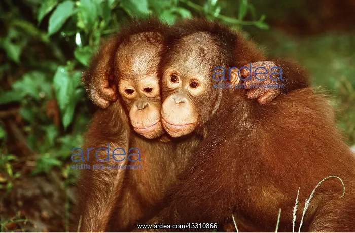 : Orang-utan - x two, young hugging : Orang-utan - x two, young hugging