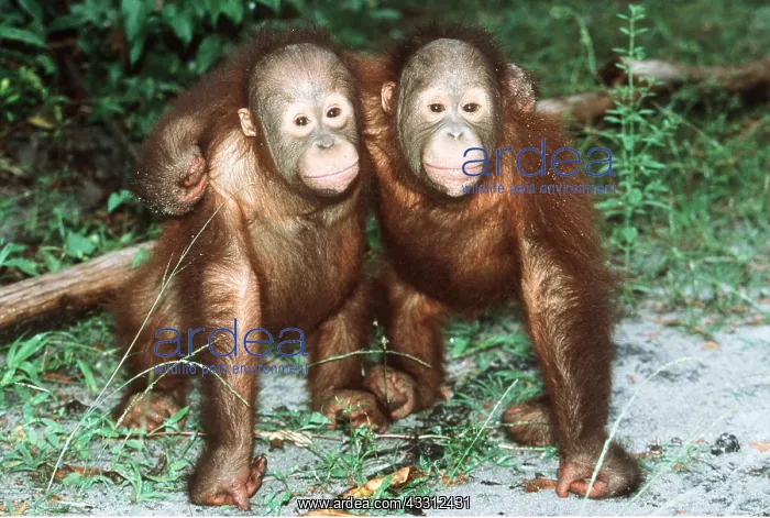 : Orang-utan - x two youngsters cuddling : Orang-utan - x two youngsters cuddling