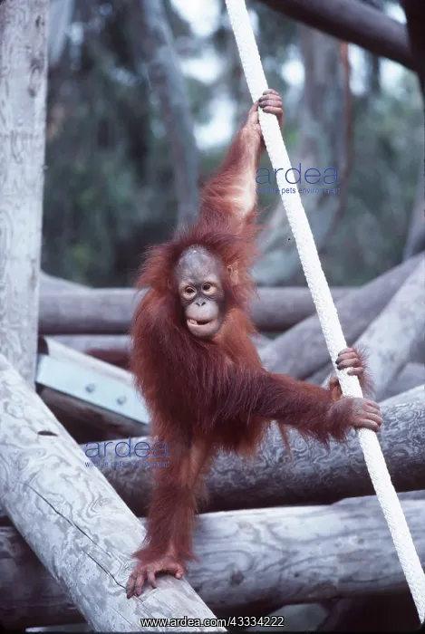 : Orang-utan - young : Orang-utan - young