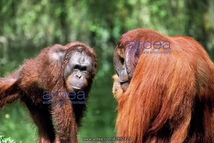 : Orang-utan - young with elder : Orang-utan - young with elder