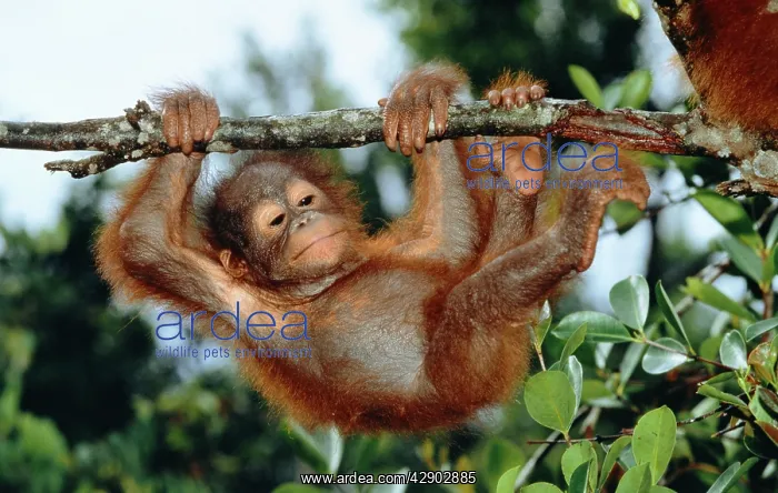 : Orang-utan - young hanging from branch : Orang-utan - young hanging from branch