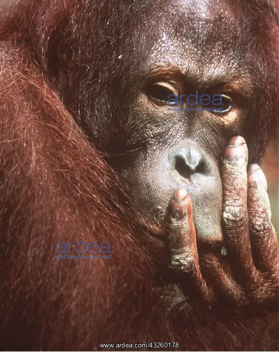 : ORANG-UTAN - young male : ORANG-UTAN - young male